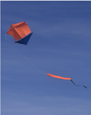 seagull kite